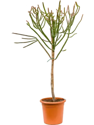 Branched