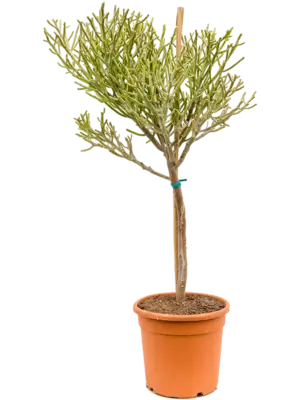 Branched