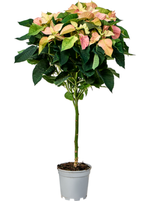 Stem