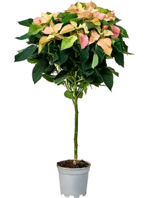 Stem