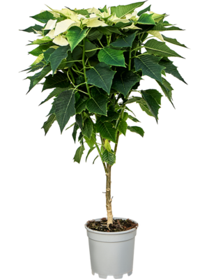 Stem