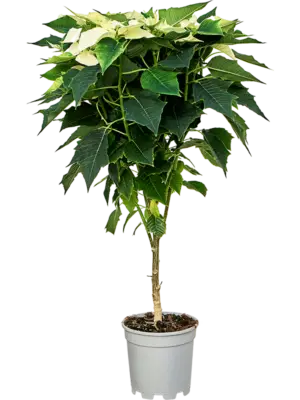 Stem
