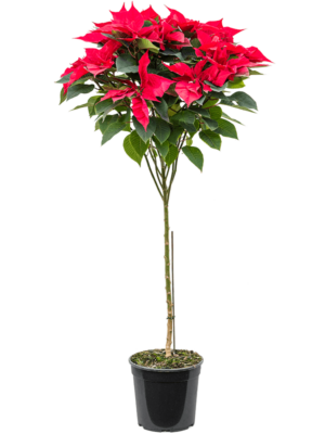 Stem