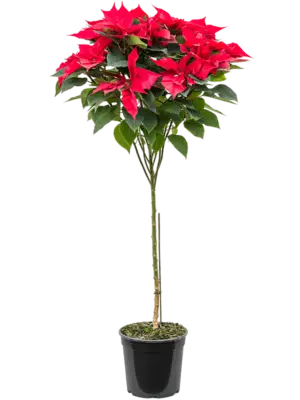 Stem