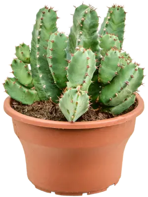 Bush