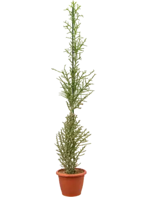 Branched