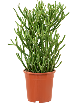 Bush