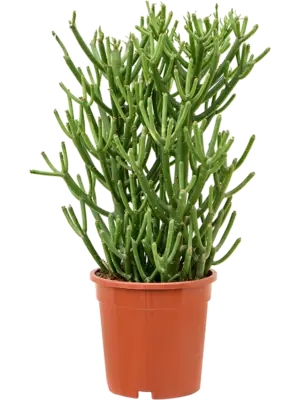 Bush