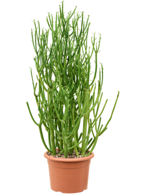 Bush