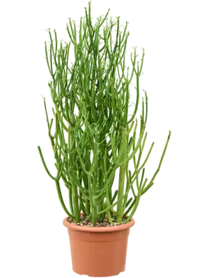 Bush