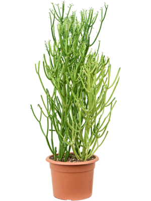 Bush