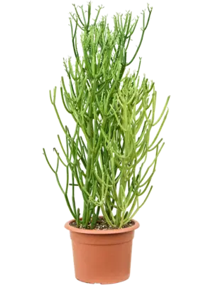 Bush