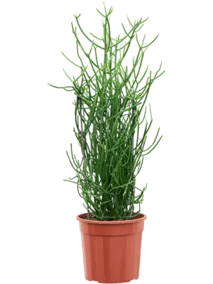 Bush