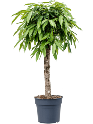 Stem