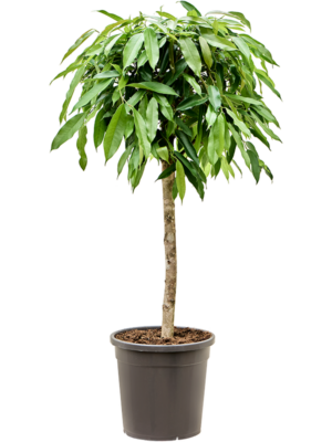 Stem