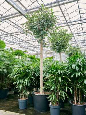 Stem