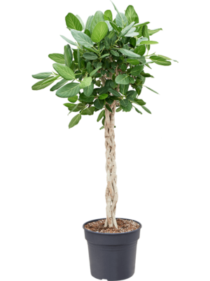 Stem Braided
