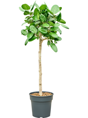 Stem