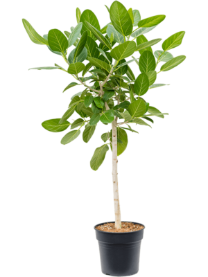 Stem