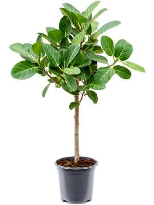 Stem