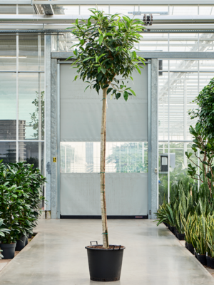 Stem