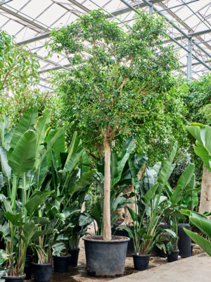Stem