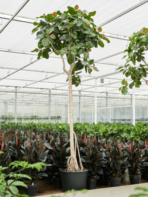 Stem
