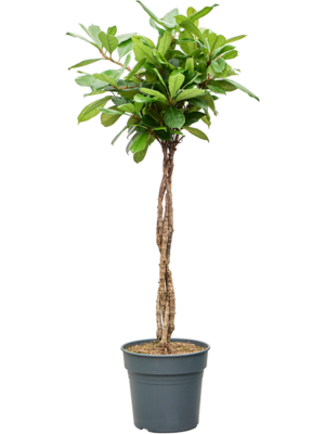 Stem braided