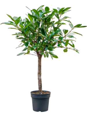 Stem