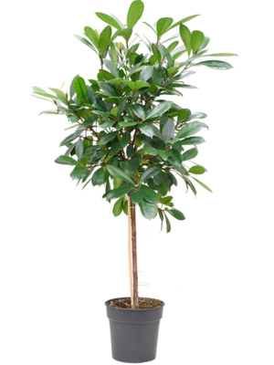 Stem
