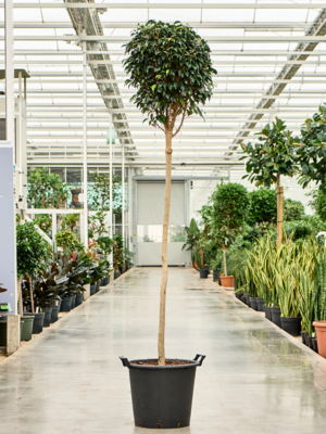 Stem