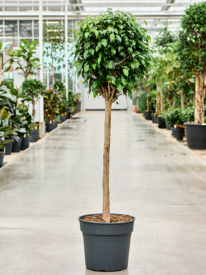 Stem