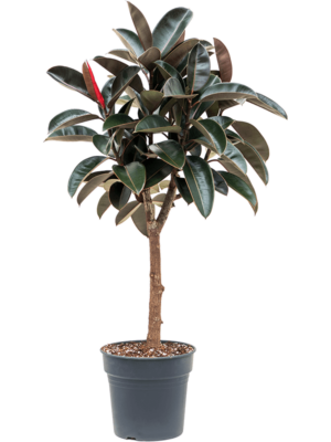 Stem