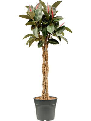 Stem braided