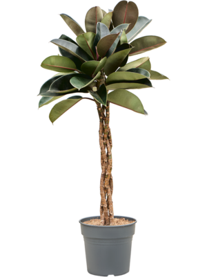 Stem braided