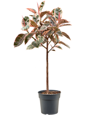 Stem