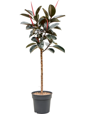 Stem