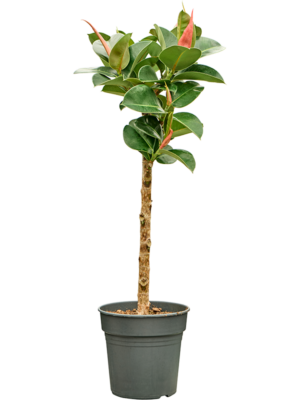 Stem