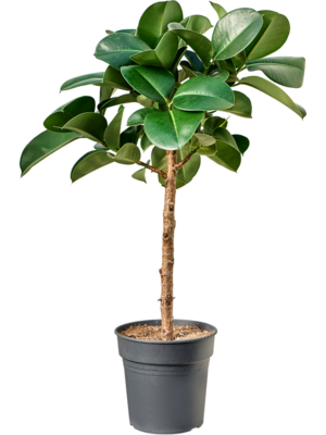 Stem