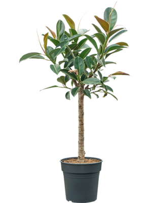 Stem
