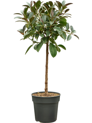 Stem