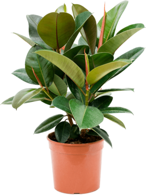 Bush
