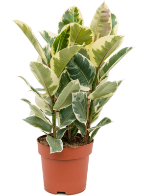 Tuft