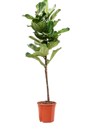 Stem