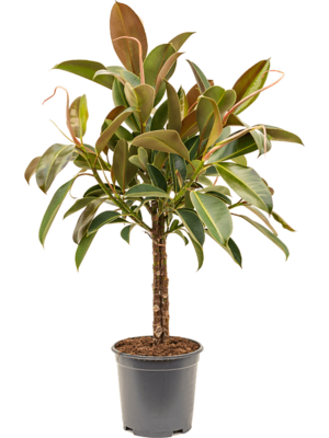 3-Stem
