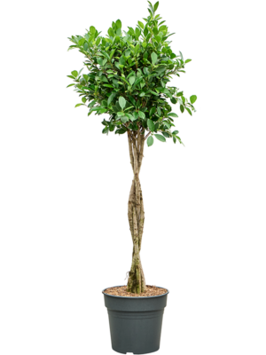 Stem braided