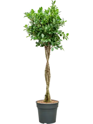Ficus microcarpa ‘Nitida’