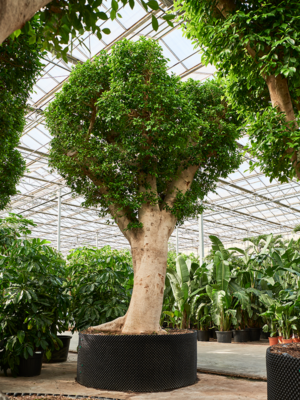 Stem