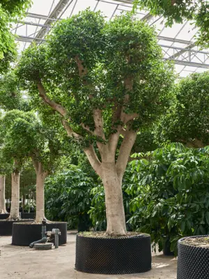 Ficus microcarpa ‘Nitida’