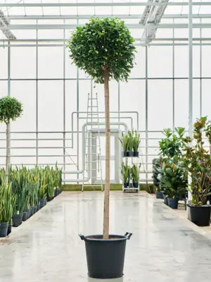 Stem